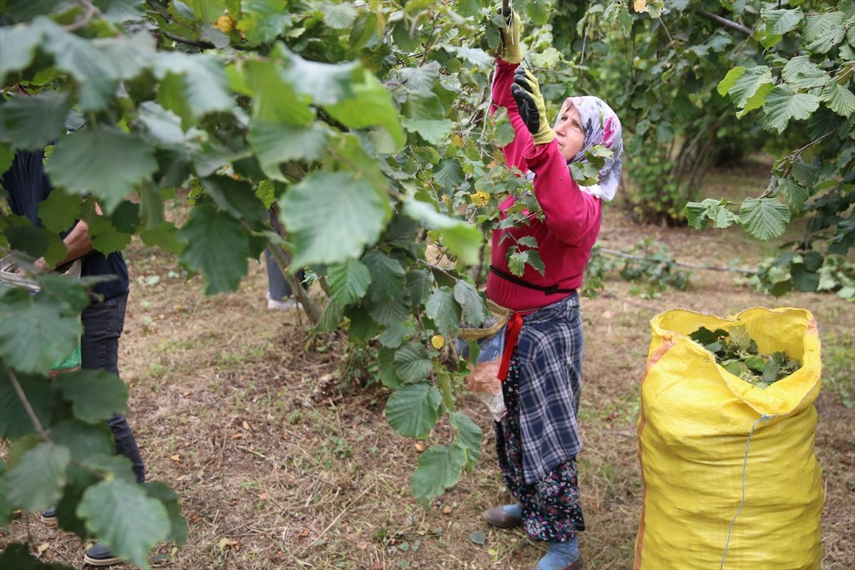 Ordu’da fındık hasadı erken başladı
