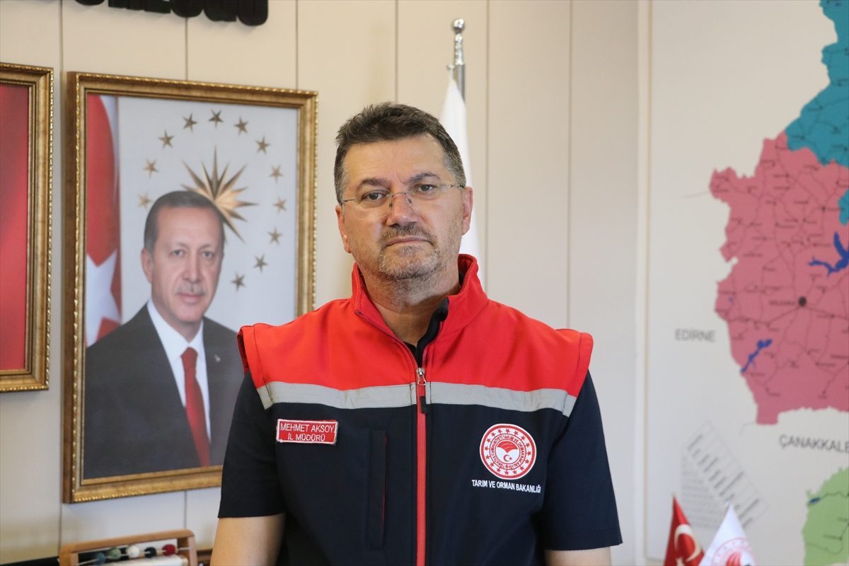 Tekirdağ’da kanola hasadı yüz güldürdü