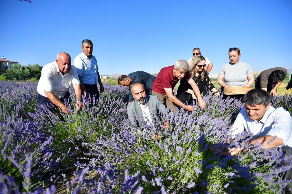Van’da “7. Tıbbi ve Aromatik Bitkiler Hasat Bayramı” gerçekleştirildi